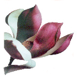 Thai Foot Massage magnolia flower